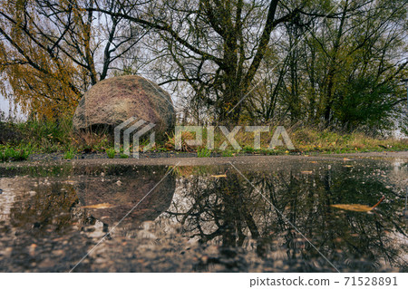 Reflections in a water puddle. A stone and autumn trees in the background. Picture from Scania, southern Sweden 71528891
