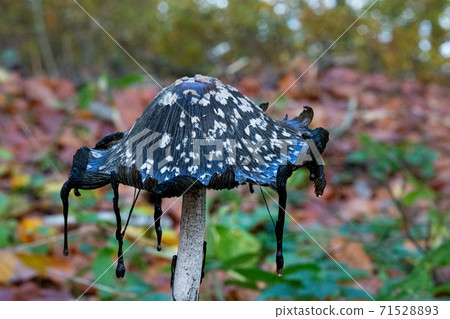 A picture of a black fungus in a forest. Blurry background with autumn leaves A picture of a black fungus in a forest. Blurry background with autumn leaves 71528893