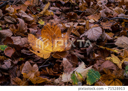 A closeup picture of a brown autumn leaves in a European Beech forest. Picture from Scania, southern Sweden A closeup picture of a brown autumn leaves in a European Beech forest. Picture from Scania, southern Sweden 71528913