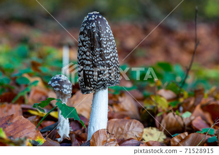 A picture of a brown fungus in a forest. Blurry background with autumn leaves A picture of a brown fungus in a forest. Blurry background with autumn leaves 71528915