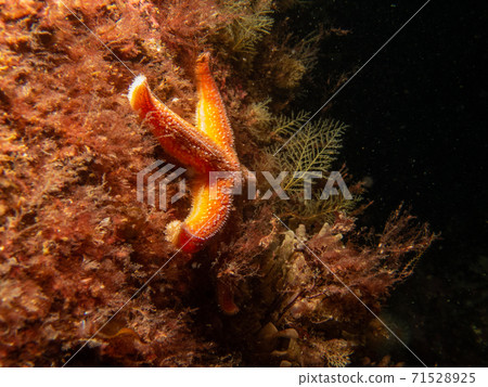 A closeup picture of a common starfish, common sea star or sugar starfish, Asterias Rubens. Picture from the Weather Islands, Sweden 71528925