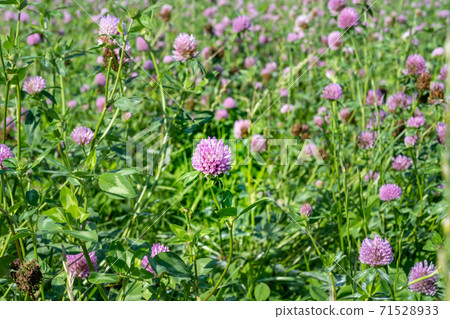 A field of pink clover flowers. Picture from Eslov, Scania county in southern Sweden 71528933