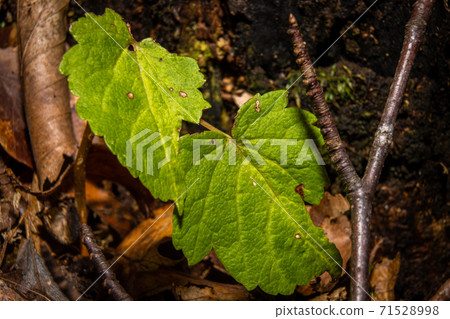 A closeup picture of two green leaves among brown autumn leaves. Picture from Bokskogen, Malmo, Sweden A closeup picture of two green leaves among brown autumn leaves. Picture from Bokskogen, Malmo, Sweden 71528998