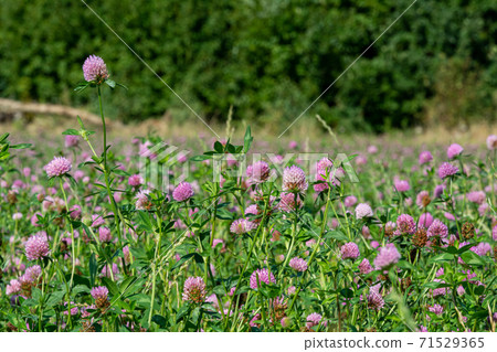 A field of pink clover flowers. Picture from Eslov, Scania county in southern Sweden 71529365