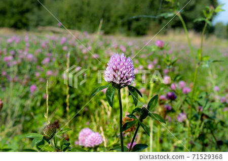 A field of pink clover flowers. Picture from Eslov, Scania county in southern Sweden 71529368