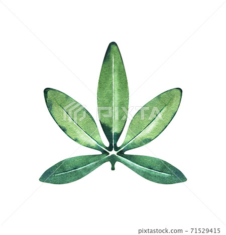 Watercolor passiflora leaf 71529415