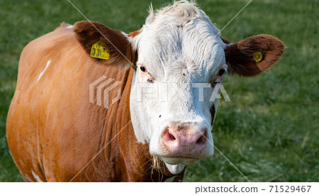 A white and brown calf. Picture from Scania, southern Sweden A white and brown calf. Picture from Scania, southern Sweden 71529467