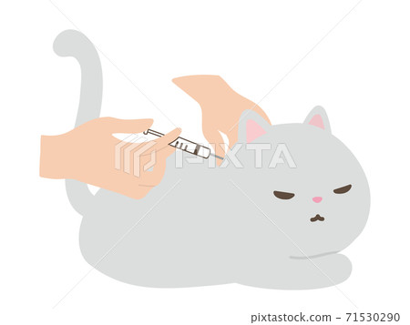 接受注射的貓動物醫院 71530290