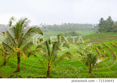 Scenic view of traditional terraced rice fields 71530643