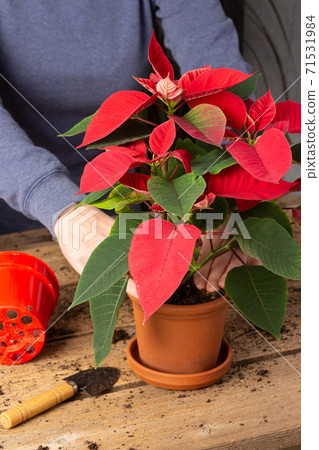 Woman gardener transplants houseplant Poinsettia Woman gardener transplants houseplant Poinsettia 71531984