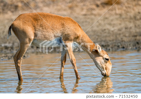 Saiga antelope or Saiga tatarica drinks in steppe 71532450