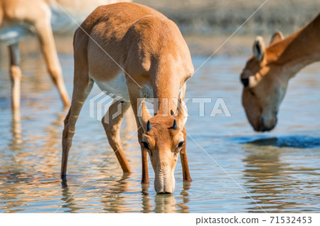Saiga antelope or Saiga tatarica drinks in steppe Saiga antelope or Saiga tatarica drinks in steppe 71532453