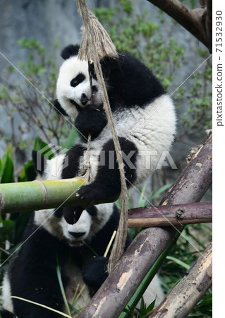 Child panda 71532930