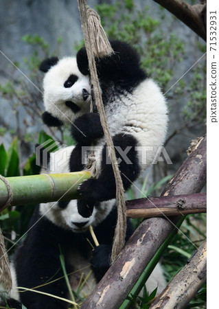 Child panda 71532931