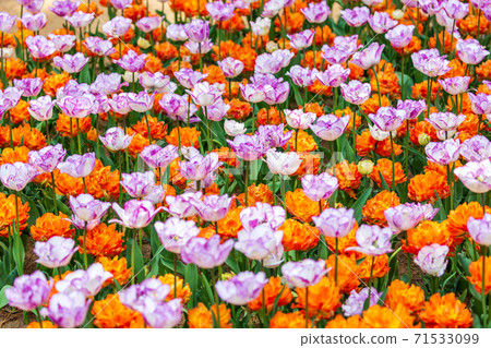 A brightly blooming tulip field, Hitachinaka City, Ibaraki Prefecture A brightly blooming tulip field, Hitachinaka City, Ibaraki Prefecture 71533099