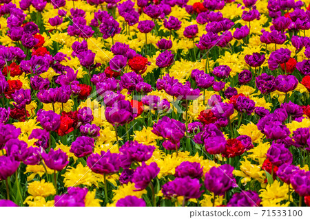 A brightly blooming tulip field, Hitachinaka City, Ibaraki Prefecture A brightly blooming tulip field, Hitachinaka City, Ibaraki Prefecture 71533100