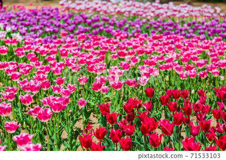 A brightly blooming tulip field, Hitachinaka City, Ibaraki Prefecture A brightly blooming tulip field, Hitachinaka City, Ibaraki Prefecture 71533103