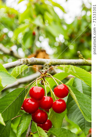 Cherry Picking Of Sato Nishiki Higashine City Stock Photo 71533301 Pixta