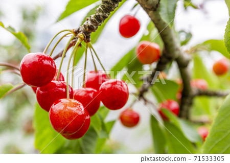 Cherry picking of Sato Nishiki, Higashine City, Yamagata Prefecture 71533305