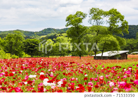 盛開的罌粟宮城縣Michinoku湖濱公園川崎鎮 71533350