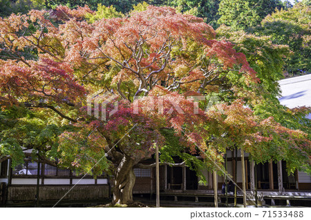 Raizan Senryoji Temple Daisouin (Itoshima City, Fukuoka Prefecture) with beautiful autumn leaves that will soon be in full bloom Raizan Senryoji Temple Daisouin (Itoshima City, Fukuoka Prefecture) with beautiful autumn leaves that will soon be in full bloom 71533488