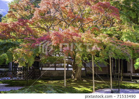 擁有美麗的紅葉的賴山千龍寺大莊院（福岡縣I島市）即將盛放 71533490
