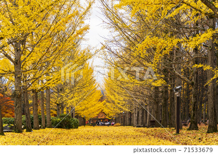 A row of ginkgo trees in Yamagata Prefectural Sports Park, a carpet of fallen leaves, Tendo City, Yamagata Prefecture 71533679