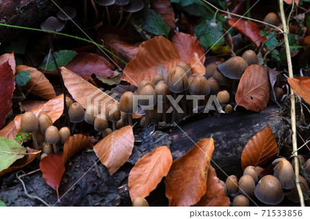 Close up of Coprinellus micaceus or fungus mushroom 71533856