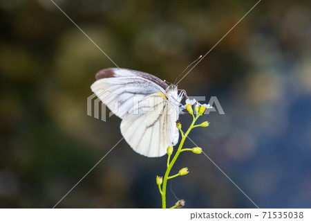 蝴蝶特寫 71535038