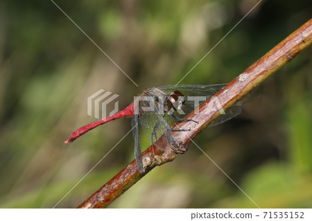 Mayutateakane 71535152