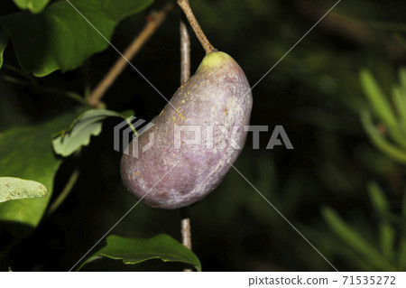 蜜蜂的果實 71535272