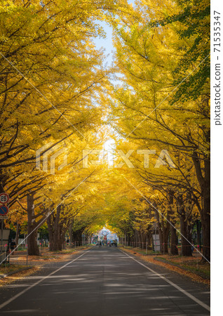 Hokkaido University ginkgo trees Hokkaido University ginkgo trees 71535347