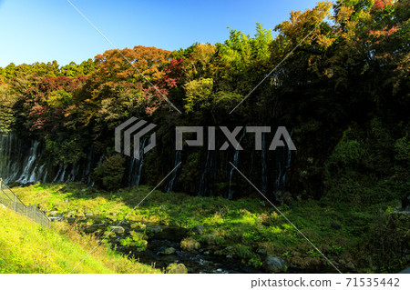 白藤的秋葉落在富士山市,在那裡您可以看到富士山 白藤的秋葉落在富士山市,在那裡您可以看到富士山 71535442