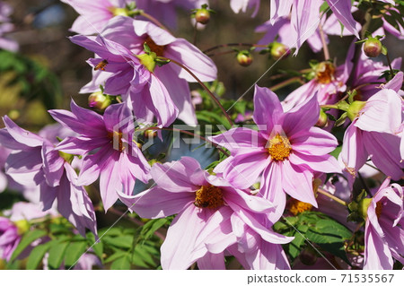 Emperor Dahlia imperialis 71535567