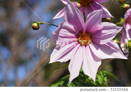 大麗花皇帝 71535568