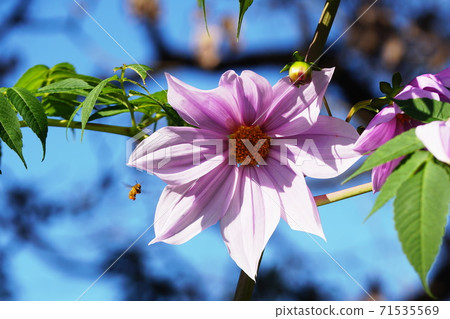 大麗花皇帝 71535569