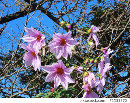 大麗花皇帝 71535570