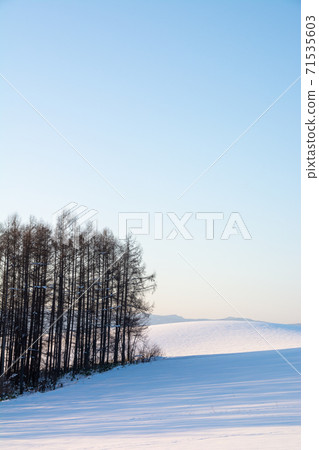 在冬天的黃昏延伸到雪原的松樹林的陰影 71535603