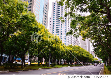 台灣欒樹 台灣欒樹 71535653