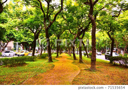 台灣欒樹 71535654