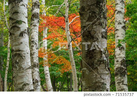 White birch and autumn leaves White birch and autumn leaves 71535737