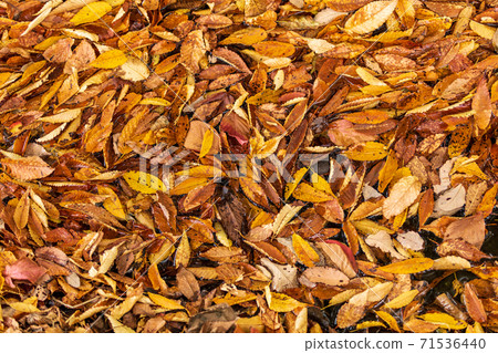 Autumn leaves spreading on the ground 71536440