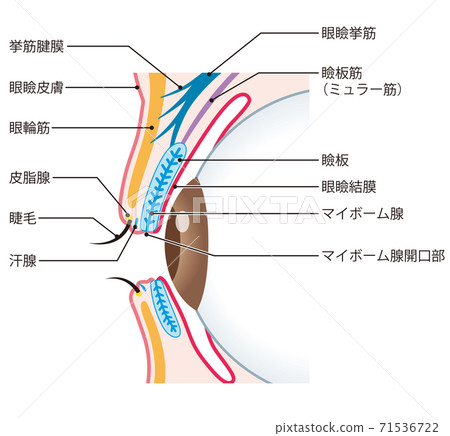 眼瞼結構小麥肉芽腫截面 眼瞼結構小麥肉芽腫截面 71536722