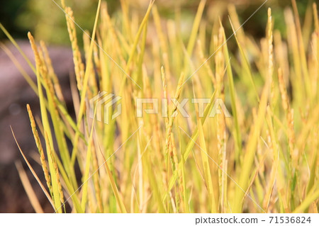 Rice field 71536824