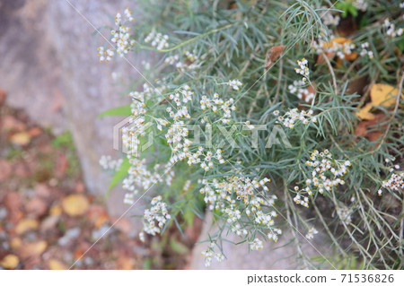 Kawarahahako之花 Kawarahahako之花 71536826
