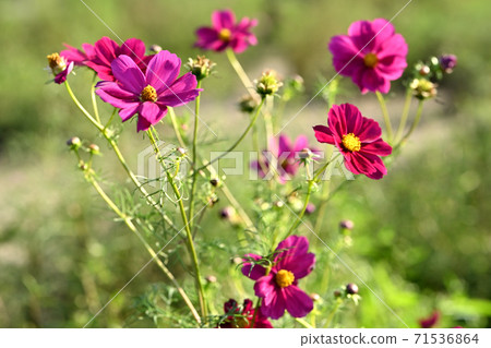 Cosmos blooming in the field Cosmos blooming in the field 71536864