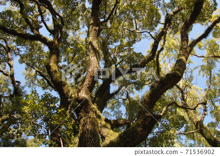 Torikai Hachimangu Shrine's sacred tree "Musou Kusunoki" 71536902
