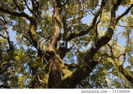 Torikai Hachimangu Shrine's sacred tree "Musou Kusunoki" 71536904