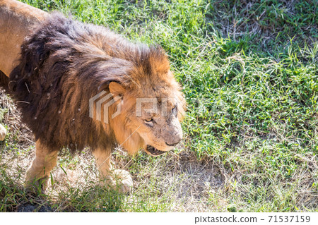 [Male lion at Tama Zoological Park] 71537159