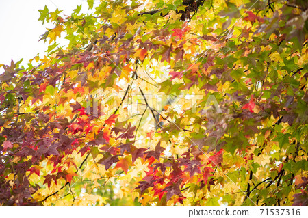 Park scenery with plane trees in the autumn rain Park scenery with plane trees in the autumn rain 71537316